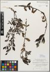 Foto von Salix myrsinifolia Salisb.